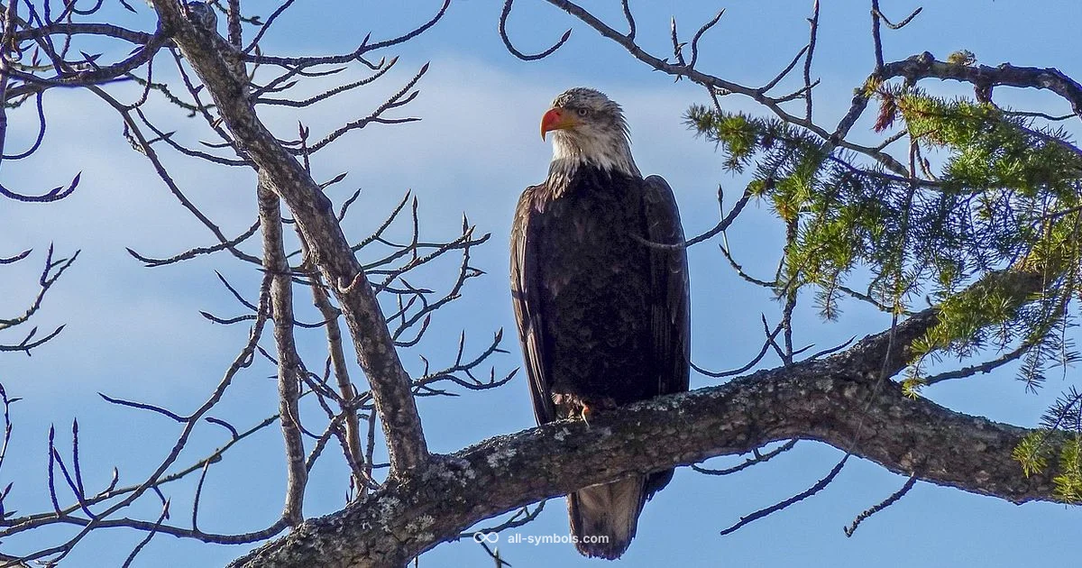 Life Symbol Guide - All Symbols