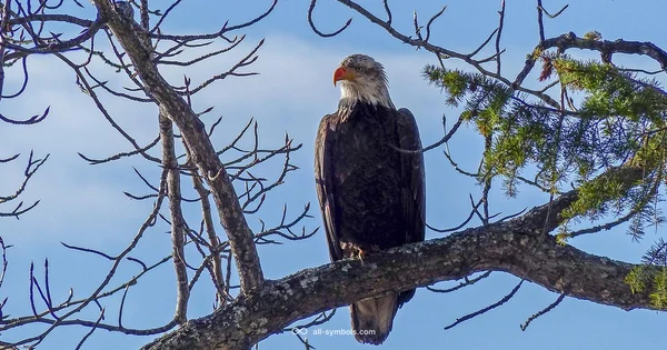 Life Symbol Guide - All Symbols
