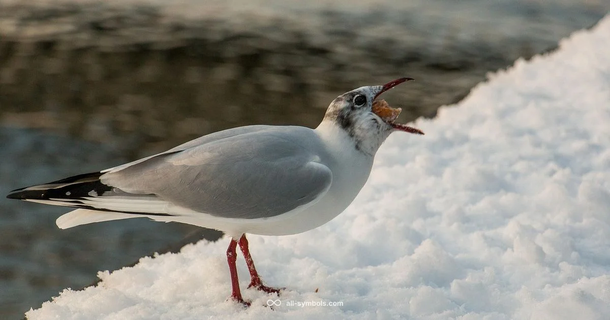 Greed in Symbols - All Symbols