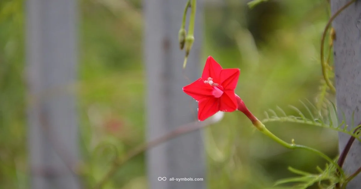 Pentacle Meaning - All Symbols