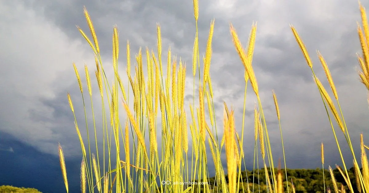 Virgo Symbol Overview - All Symbols