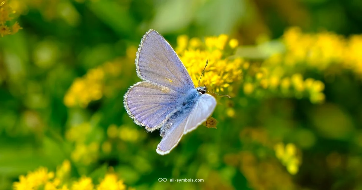 Yellow Butterfly Symbolism Yellow Butterfly Symbolism - All Symbols