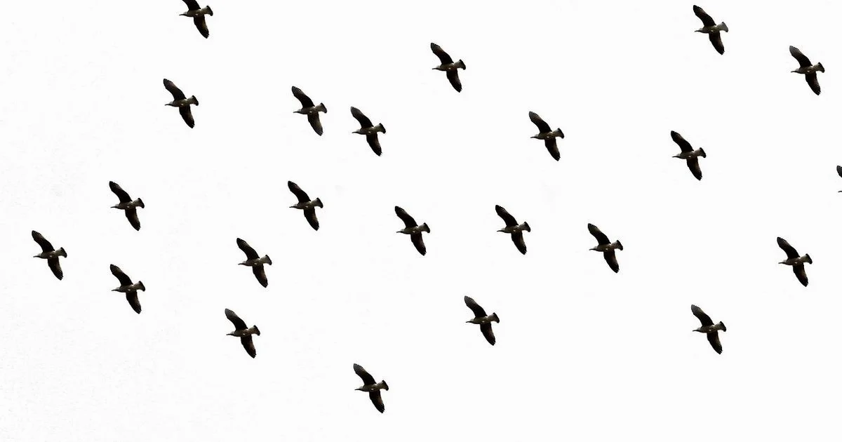 Bird Symbol Meaning - All Symbols