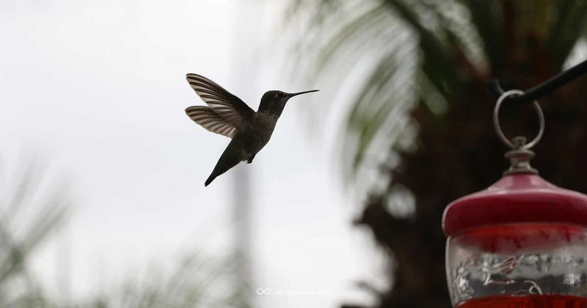Humming Bird Symbol - All Symbols