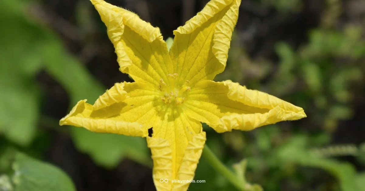 5 Pointed Star - All Symbols