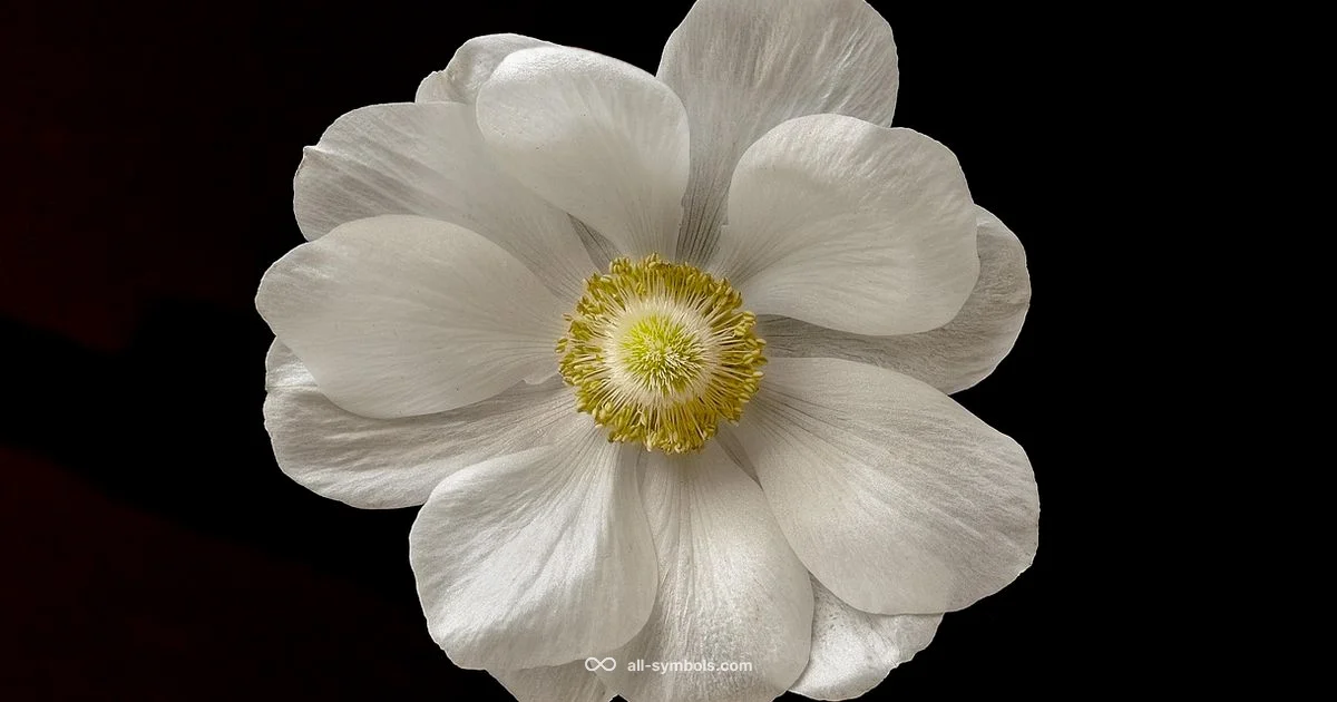 Copyright Symbol Guide Copyright Symbol Guide - All Symbols