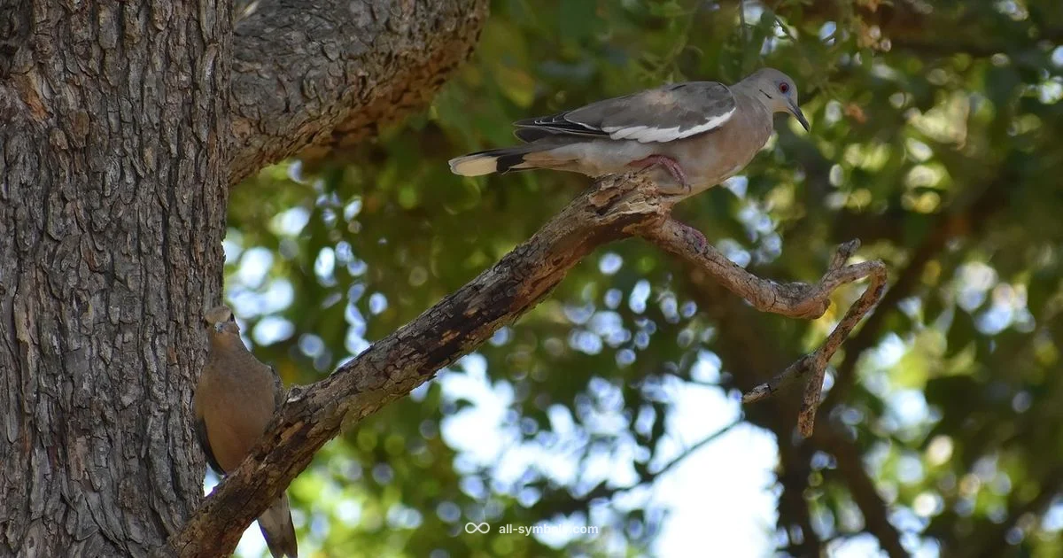 Dove Symbol Insights - All Symbols