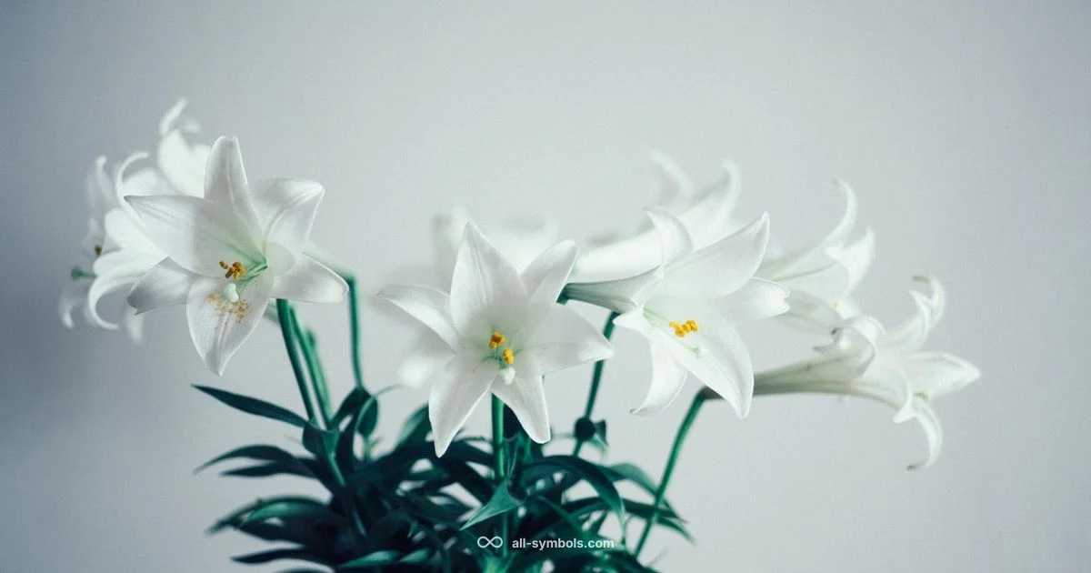 Lily Symbolism - All Symbols