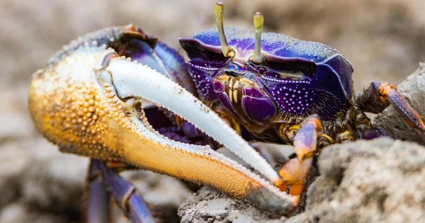 Cancer Sign Guide - All Symbols