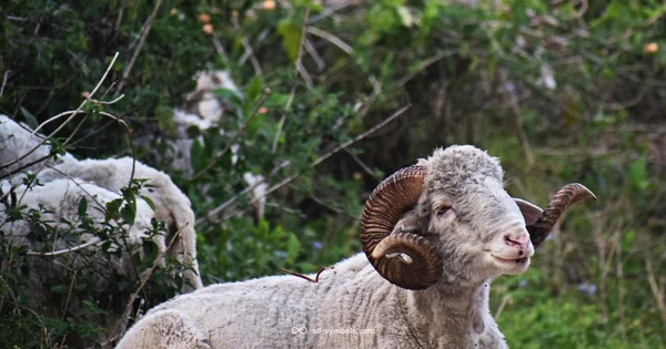 Aries Symbol - All Symbols