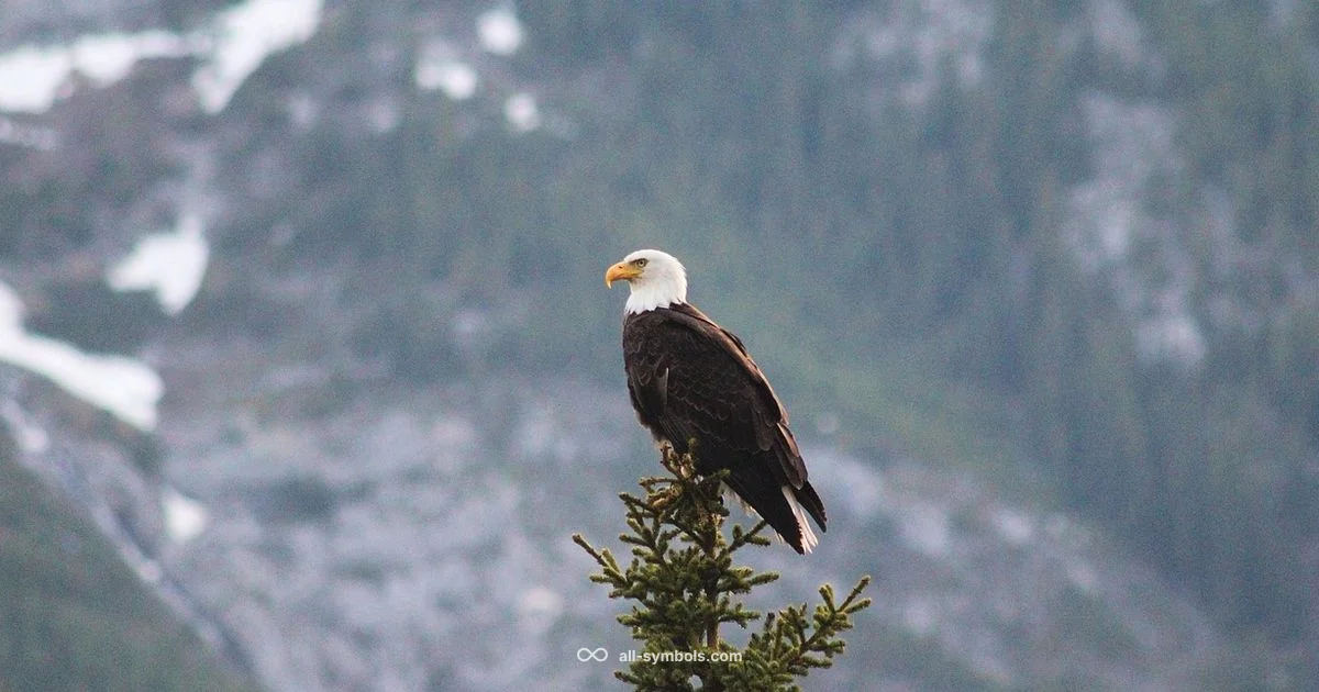 Bald Eagle Symbol - All Symbols