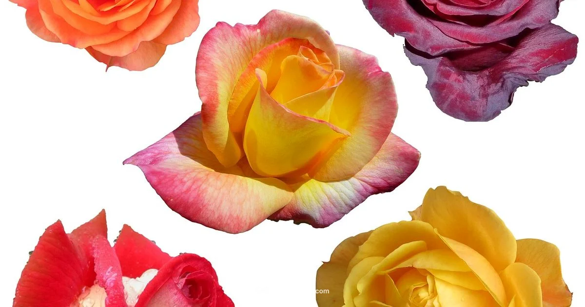 Symbol Meanings Explained - All Symbols