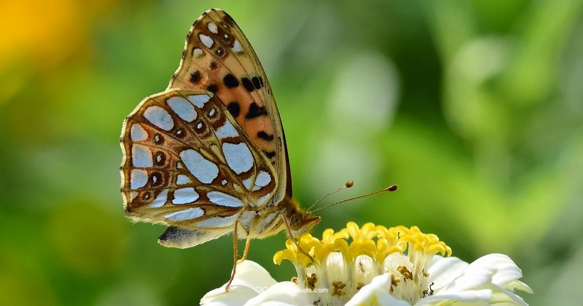 Butterfly Symbol Meanings - All Symbols