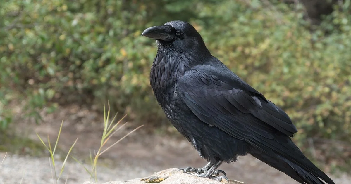 Raven Symbol Across Cultures - All Symbols