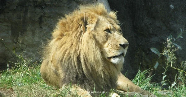 Symbol of Strength - All Symbols