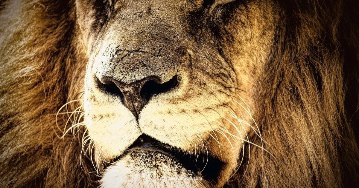 August Zodiac Symbols - All Symbols